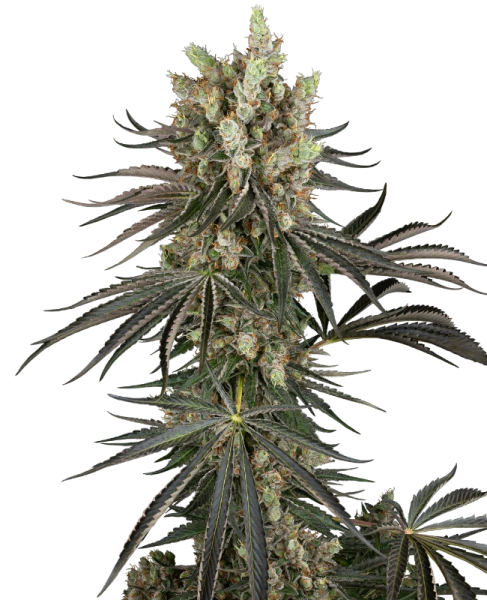 Slam Dank - SENSI SEEDS