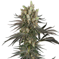 Slam Dank - SENSI SEEDS