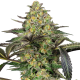 Grapevine Candy - SENSI SEEDS