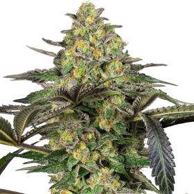 Grapevine Candy - SENSI SEEDS