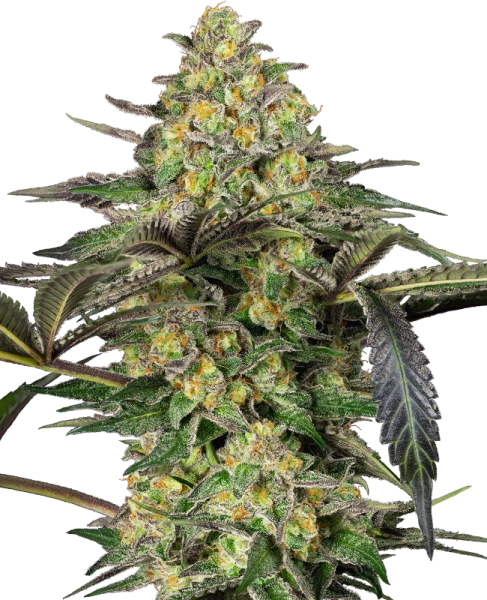 Grapevine Candy - SENSI SEEDS