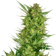 Buttercream Gelato - SENSI SEEDS