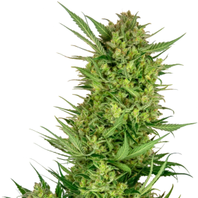 Buttercream Gelato - SENSI SEEDS