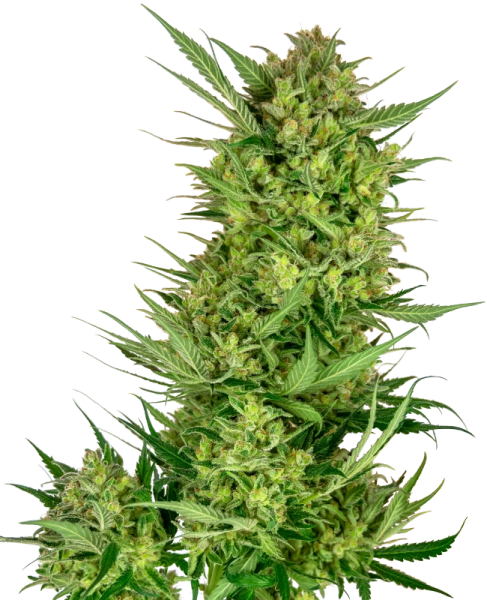 Buttercream Gelato - SENSI SEEDS