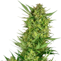 Buttercream Gelato - SENSI SEEDS
