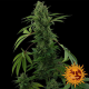 Pineapple Express Auto - BARNEY’S FARM | TanieSianie.pl