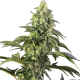 Cosmic Kiss - SENSI SEEDS