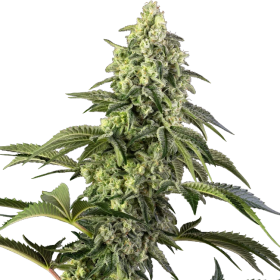 Cosmic Kiss - SENSI SEEDS