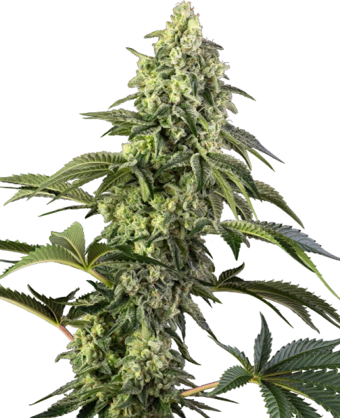 Cosmic Kiss - SENSI SEEDS