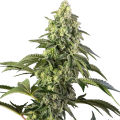 Cosmic Kiss - SENSI SEEDS