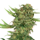 N13 Kush - SENSI SEEDS