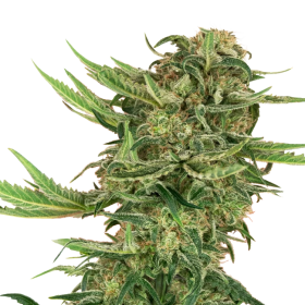 N13 Kush - SENSI SEEDS