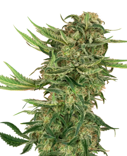 N13 Kush - SENSI SEEDS