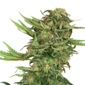 N13 Kush - SENSI SEEDS