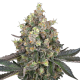 Sweet Berry Breeze - WHITE LABEL