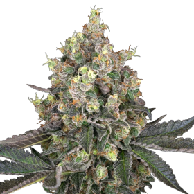 Sweet Berry Breeze - WHITE LABEL