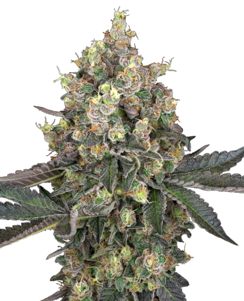 Sweet Berry Breeze - WHITE LABEL
