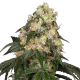 White Biscotti OG XXL - WHITE LABEL