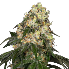 White Biscotti OG XXL - WHITE LABEL