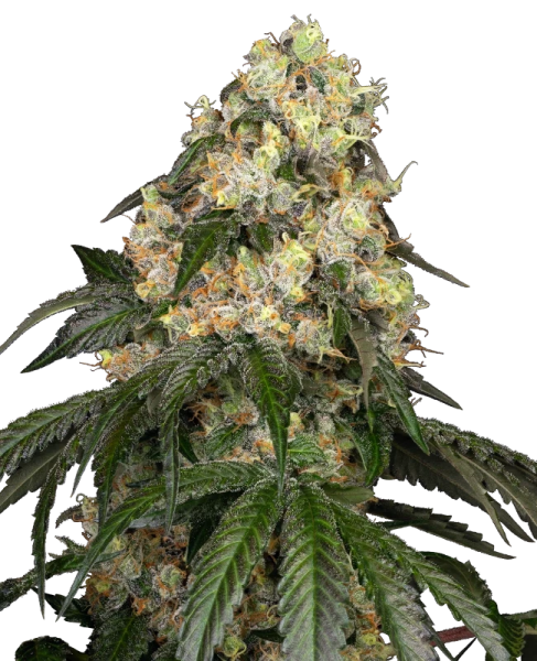 White Biscotti OG XXL - WHITE LABEL