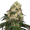 White Biscotti OG XXL - WHITE LABEL