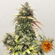 Pineapple Express Auto - BARNEY’S FARM | TanieSianie.pl