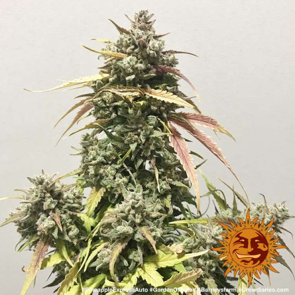 Pineapple Express Auto - BARNEY’S FARM | TanieSianie.pl