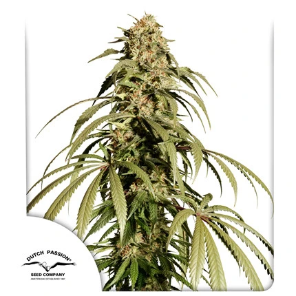 Ice Cream Haze - DUTCH PASSION