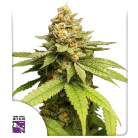 Green Papaya - Super Sativa Seed Club