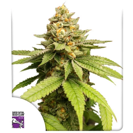 Green Papaya - Super Sativa Seed Club