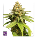 Green Papaya - Super Sativa Seed Club
