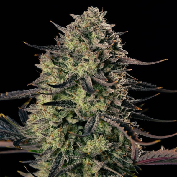 Alien Gas XXL Auto - SILENT SEEDS