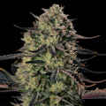 Alien Gas XXL Auto - SILENT SEEDS