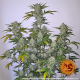 Pineapple Express Auto - BARNEY’S FARM | TanieSianie.pl