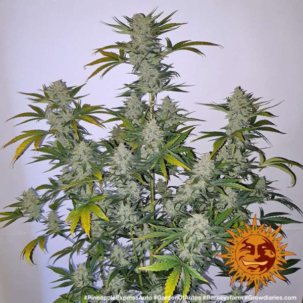 Pineapple Express Auto - BARNEY’S FARM | TanieSianie.pl
