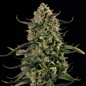 MAC Dawg XXL Auto - SILENT SEEDS