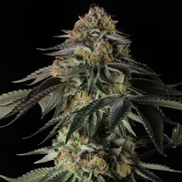 Rainbow Gas - SILENT SEEDS