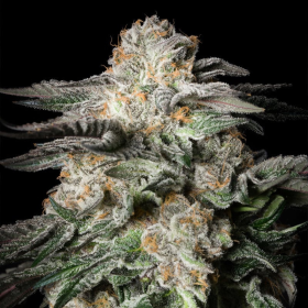 Mint Candy - SILENT SEEDS