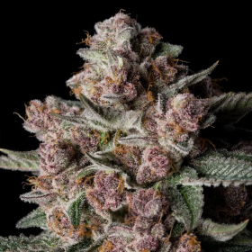 Tropical Jam - SILENT SEEDS