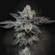 G-Force - PARADISE SEEDS
