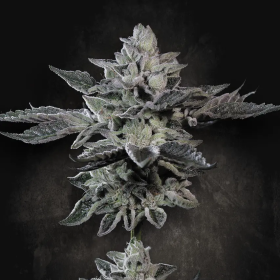 G-Force - PARADISE SEEDS