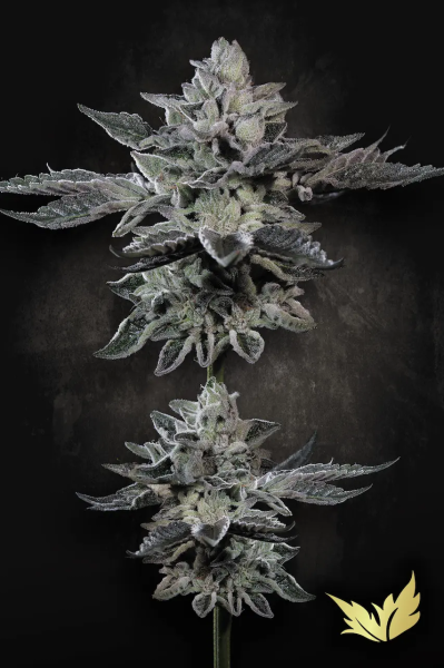 G-Force - PARADISE SEEDS