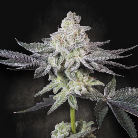 Emerald Envy - PARADISE SEEDS