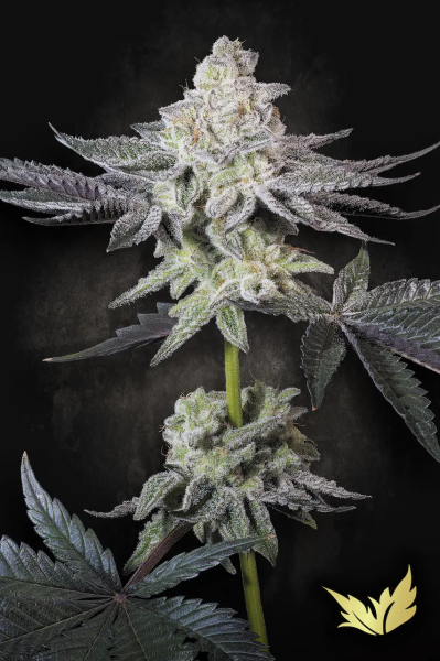 Emerald Envy - PARADISE SEEDS