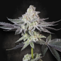 Emerald Envy - PARADISE SEEDS