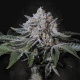 Peach Frosting - PARADISE SEEDS