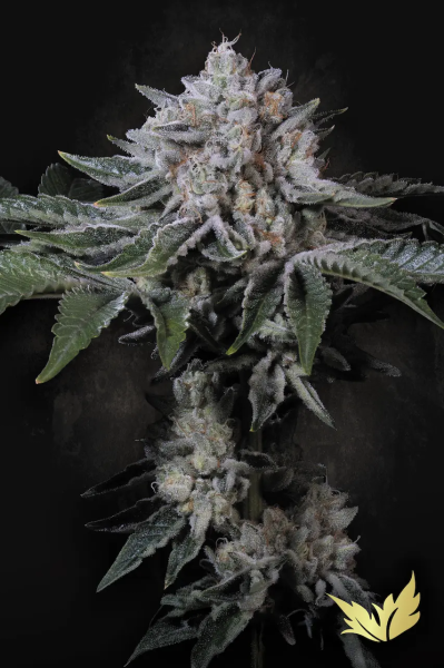 Peach Frosting - PARADISE SEEDS