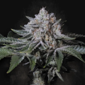Peach Frosting - PARADISE SEEDS