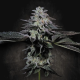Tropicana Crush - PARADISE SEEDS