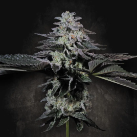 Tropicana Crush - PARADISE SEEDS